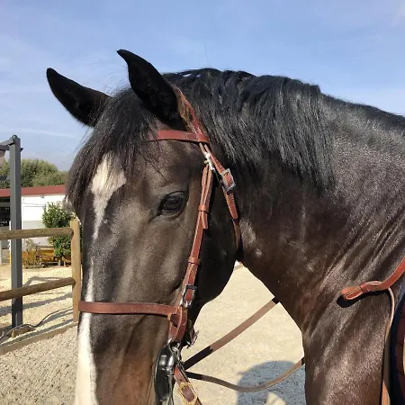 Casa vacanze Sleeps 8 With Pool & Horses *